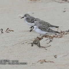 Calidris ruficollis at undefined - 2 Mar 2018