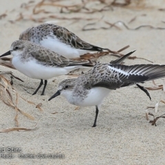 Calidris ruficollis at undefined - 2 Mar 2018