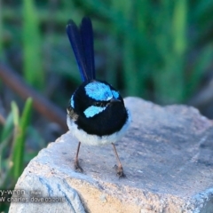 Malurus cyaneus (Superb Fairywren) at Undefined - 5 Mar 2018 by Charles Dove