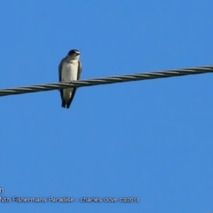 Petrochelidon nigricans (Tree Martin) at Undefined - 6 Mar 2018 by CharlesDove