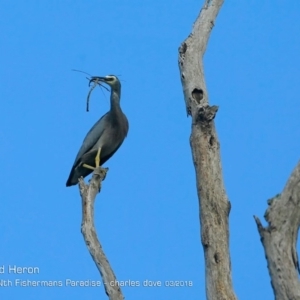 Egretta novaehollandiae at undefined - 4 Mar 2018 12:00 AM