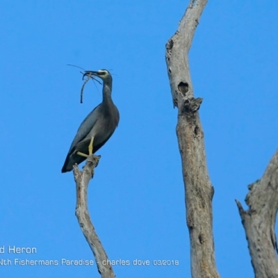 Egretta novaehollandiae (White-faced Heron) at Undefined - 4 Mar 2018 by CharlesDove