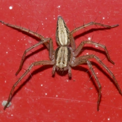 Oxyopes (genus) (Lynx spider) at Ainslie, ACT - 18 May 2018 by jb2602