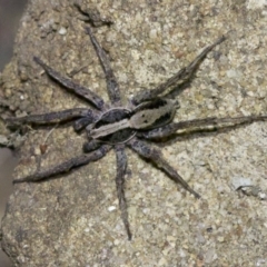 Lycosidae (family) (Wolf spider) at Ainslie, ACT - 18 May 2018 by jbromilow50