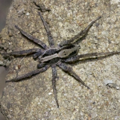 Lycosidae (family) (Unidentified wolf spider) at Ainslie, ACT - 18 May 2018 by jbromilow50