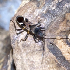 Dieuches sp. (genus) at Ainslie, ACT - 18 May 2018 02:30 PM