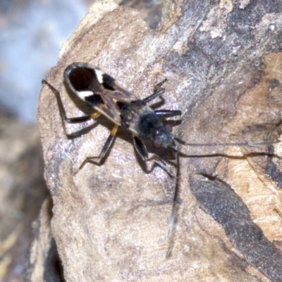 Dieuches maculicollis (Black-and-white seed bug) at Ainslie, ACT - 18 May 2018 by jbromilow50