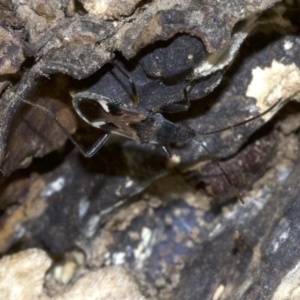 Dieuches sp. (genus) at Ainslie, ACT - 18 May 2018 02:30 PM