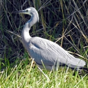 Egretta novaehollandiae at Fyshwick, ACT - 18 May 2018