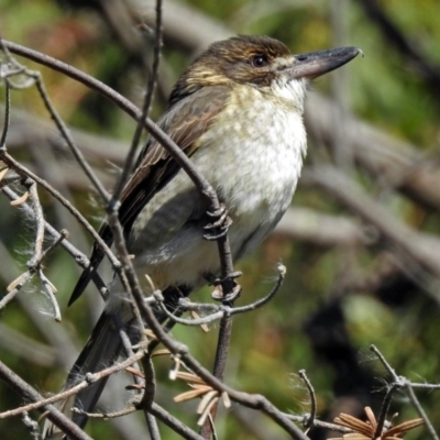 Cracticus torquatus (Grey Butcherbird) at Fyshwick, ACT - 18 May 2018 by RodDeb