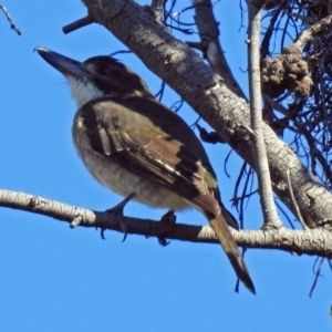 Cracticus torquatus at Fyshwick, ACT - 18 May 2018