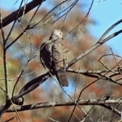 Spilopelia chinensis (Spotted Dove) at Fyshwick, ACT - 18 May 2018 by RodDeb