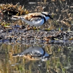 Charadrius melanops (Black-fronted Dotterel) at Jerrabomberra Wetlands - 18 May 2018 by RodDeb