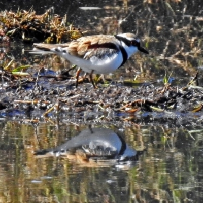 Charadrius melanops (Black-fronted Dotterel) at Fyshwick, ACT - 18 May 2018 by RodDeb