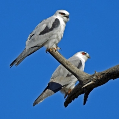 Elanus axillaris (Black-shouldered Kite) at Jerrabomberra Wetlands - 18 May 2018 by RodDeb