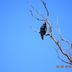 Aquila audax (Wedge-tailed Eagle) at Namadgi National Park - 18 May 2018 by ChrisHolder