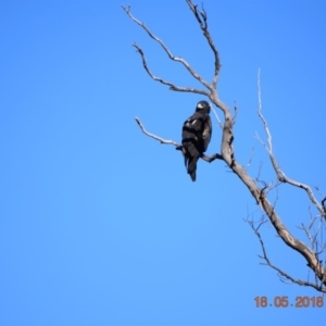 Aquila audax at Rendezvous Creek, ACT - 18 May 2018