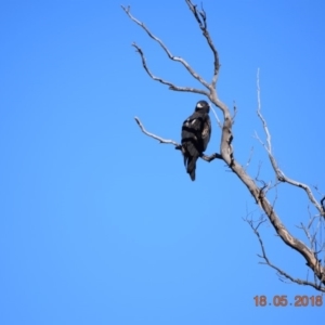 Aquila audax at Rendezvous Creek, ACT - 18 May 2018 10:00 AM