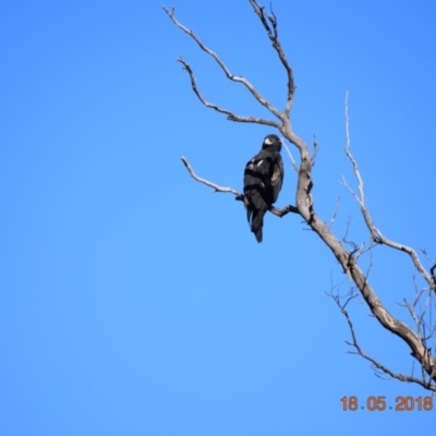 Aquila audax (Wedge-tailed Eagle) at Namadgi National Park - 18 May 2018 by ChrisHolder