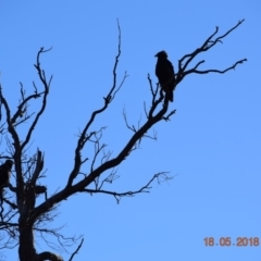 Aquila audax at Rendezvous Creek, ACT - 18 May 2018