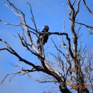 Aquila audax at Rendezvous Creek, ACT - 18 May 2018