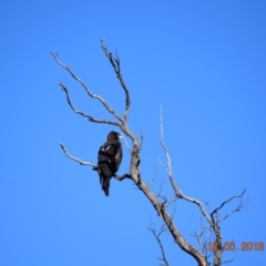 Aquila audax at Rendezvous Creek, ACT - 18 May 2018 10:00 AM