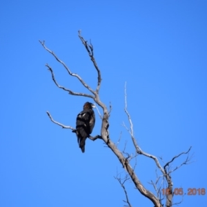 Aquila audax at Rendezvous Creek, ACT - 18 May 2018