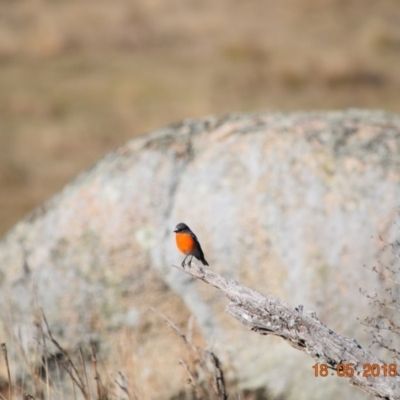 Petroica phoenicea (Flame Robin) at Namadgi National Park - 17 May 2018 by ChrisHolder