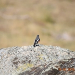 Petroica phoenicea at Rendezvous Creek, ACT - 18 May 2018 09:31 AM