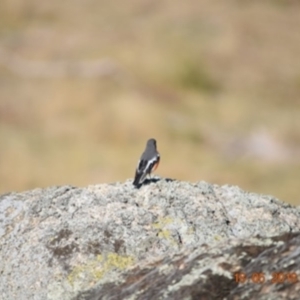 Petroica phoenicea at Rendezvous Creek, ACT - 18 May 2018