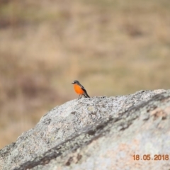 Petroica phoenicea at Rendezvous Creek, ACT - 18 May 2018