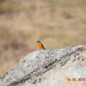 Petroica phoenicea at Rendezvous Creek, ACT - 18 May 2018 09:31 AM