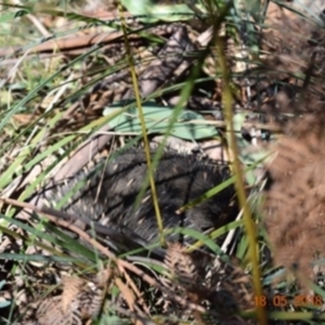 Tachyglossus aculeatus at Tennent, ACT - 18 May 2018