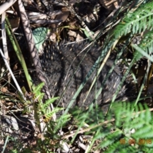 Tachyglossus aculeatus at Tennent, ACT - 18 May 2018