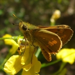 Ocybadistes walkeri (Green Grass-dart) at Aranda, ACT - 17 Nov 2014 by JanetRussell