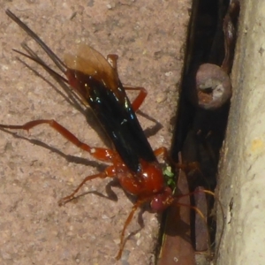 Lissopimpla excelsa at Aranda, ACT - 10 Nov 2014