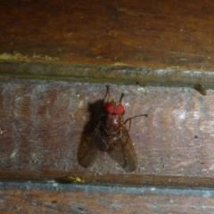 Palpostoma sp. (genus) (Tachinid fly) at Aranda, ACT - 23 Nov 2014 by JanetRussell