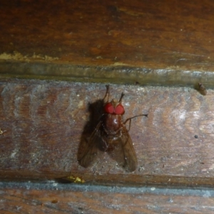 Palpostoma sp. (genus) at Aranda, ACT - 23 Nov 2014 12:48 PM