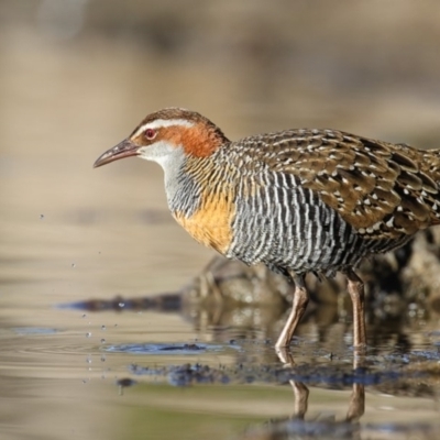 Gallirallus philippensis (Buff-banded Rail) at Lake Curalo - 18 May 2018 by Leo