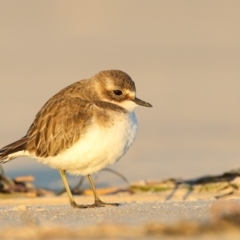 Anarhynchus bicinctus (Double-banded Plover) at Merimbula, NSW - 19 May 2018 by Leo