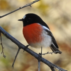 Petroica boodang (Scarlet Robin) at Booth, ACT - 18 May 2018 by CorinPennock