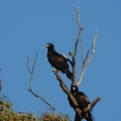Aquila audax (Wedge-tailed Eagle) at Booth, ACT - 19 May 2018 by CorinPennock