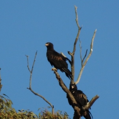 Aquila audax (Wedge-tailed Eagle) at Booth, ACT - 19 May 2018 by CorinPennock