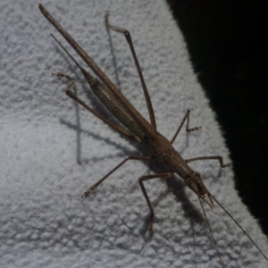 Zaprochilus australis at Aranda, ACT - 20 Apr 2014