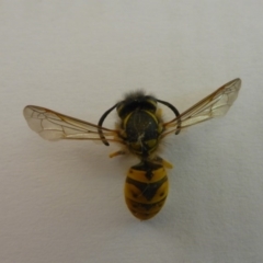 Vespula germanica (European Wasp, German Yellowjacket Wasp) at Aranda, ACT - 22 Jan 2015 by JanetRussell