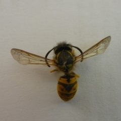 Vespula germanica (European wasp) at Aranda, ACT - 22 Jan 2015 by JanetRussell