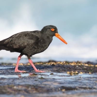 Haematopus fuliginosus (Sooty Oystercatcher) at South Pacific Heathland Reserve - 22 Jun 2017 by Leo