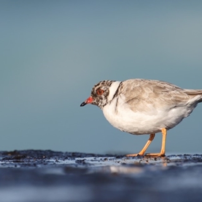 Charadrius rubricollis (Hooded Plover) at South Pacific Heathland Reserve - 22 Jun 2017 by Leo