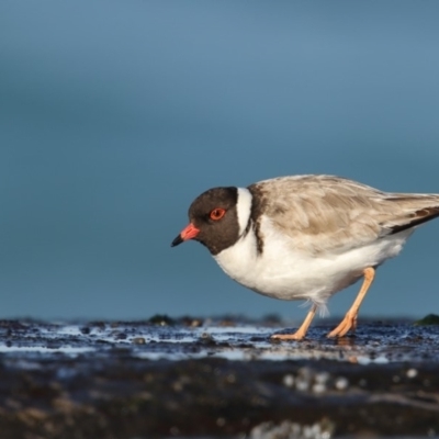 Charadrius rubricollis (Hooded Plover) at South Pacific Heathland Reserve - 22 Jun 2017 by Leo