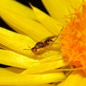 Megastigmus sp. (genus) at Acton, ACT - 18 May 2018 03:03 PM